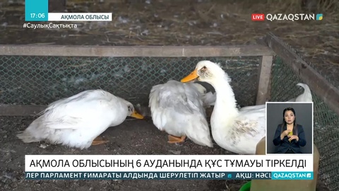 Ақмола облысының 5 ауданында құс тұмауы анықталды