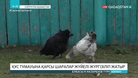 СҚО-да құс тұмауына қарсы вакцинация жүргізіліп жатыр