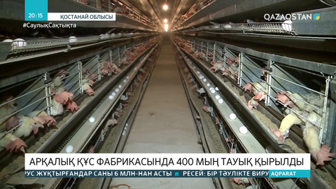 Арқалық құс фабрикасында 400 мың тауық қырылды
