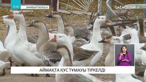 Жамбыл облысында да құс тұмауы тіркелді
