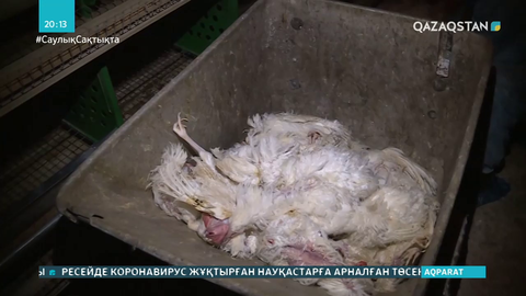 Қостанай облысында құс тұмауына байланысты тағы 3 ауылда карантин жарияланды