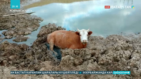 БҚО-да қуаңшылықтан мал қырылып жатыр