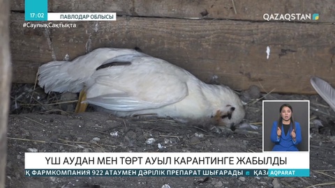7 мың құс өртелген: Павлодар облысының үш ауданындағы ауылдар карантинге жабылды
