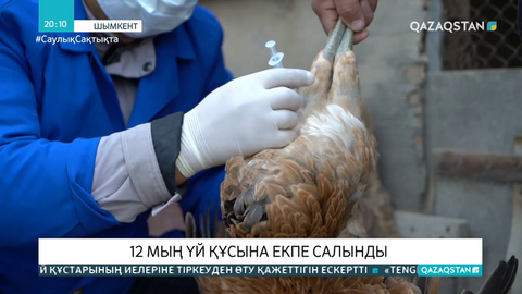 Шымкентте үй құстарын егу жұмыстары басталды