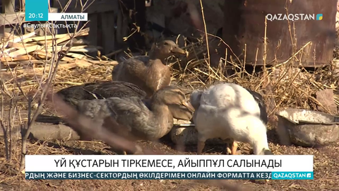 Үй құстарын тіркемесе, айыппұл салынады