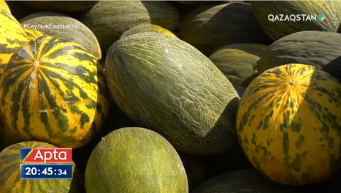 Қызылордалық шаруалар қауын егуге неге ынталы емес?