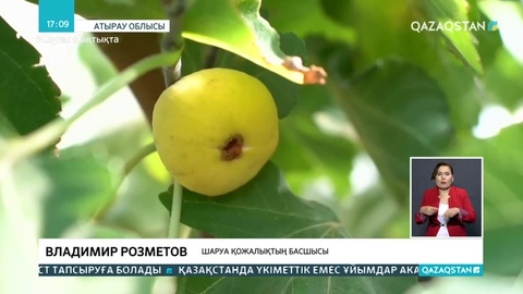 Атыраулық бағбан жылыжайда інжір өсіріп жатыр