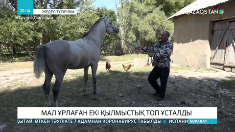 Түркістан облысында мал ұрлаған екі қылмыстық топ ұсталды