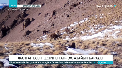 Жалған есеп салдарынан аң-құс азайып барады