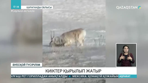 Киіктер қырылып жатыр
