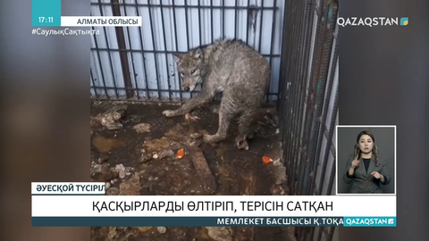 Алматы облысында қасқырларды өлтіріп, терісін саудалағандар анықталды