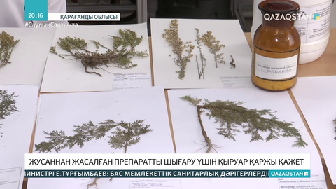 Коронавирусқа қарсы жусаннан жасалған препаратты шығару үшін қыруар қаржы қажет