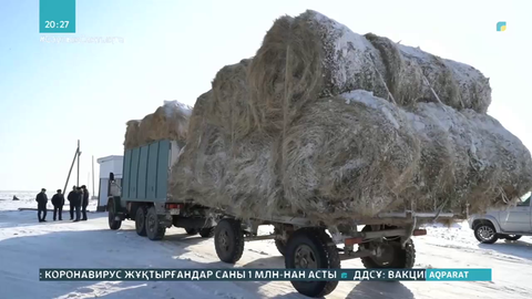 Атырау облысындағы жеті ауданның бесеуінде мал азығы тапшы