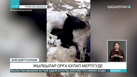 Түркістан облысында ауыл тұрғындарының малы әдейі қазылған орға құлап қырылып жатыр