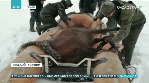 Семейлік құтқарушылар бір үйір жылқыны аман алып қалды