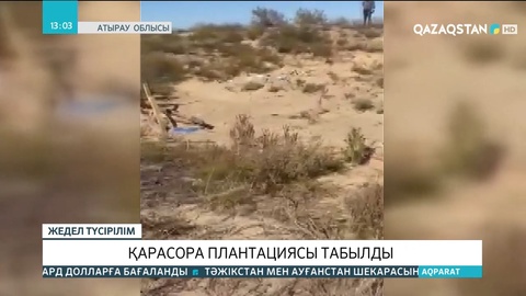 Атырауда қарасора плантациясы табылды