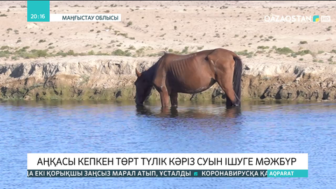 Маңғыстау облысында аңқасы кепкен төрт түлік кәріз суын ішуге мәжбүр