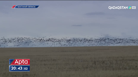 Жыл сайын еліміздің теріскейі мен орталық аймақтарына 7-8 млн құс ұшып келеді