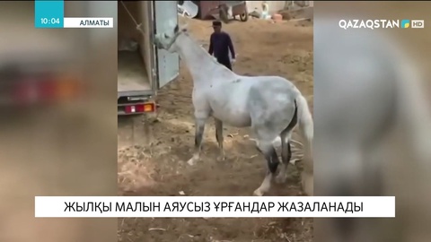 Алматыда жылқы малын аяусыз ұрғандар жазаланады