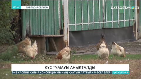 Павлодар облысында құс тұмауы тіркелді
