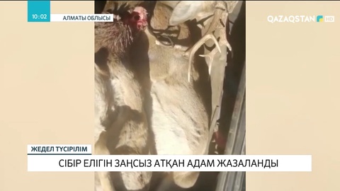 Алматы облысында сібір елігін заңсыз атқан ер адам жазаланды