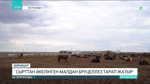 СҚО-да сырттан әкелінген малдан бруцеллез тарап жатыр