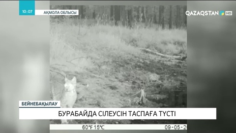 Бурабайда сілеусін таспаға түсті