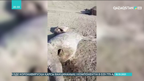 Маңғыстауда қуаңшылықтан мал қайта қырылып жатыр