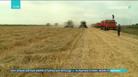 Қызылордалық диқандар күріш дақылынан 500 мың тонна өнім алды