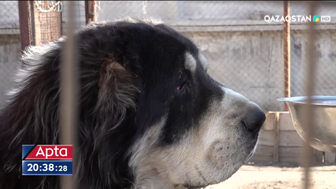 Ит асыраушылар төбет төбелестіруге тыйым салатын заң қабылдануына қарсы