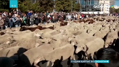 Мадридтің орталығынан бір отар қой жүріп өтті