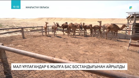Маңғыстауда мал ұрлағандар 6 жылға бас бостандығынан айрылды
