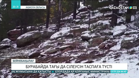 Бурабайда тағы да сілеусін таспаға түсті