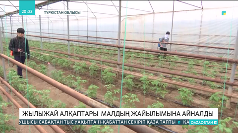 Түркістан облысында жылыжай алқаптары малдың жайылымына айналды