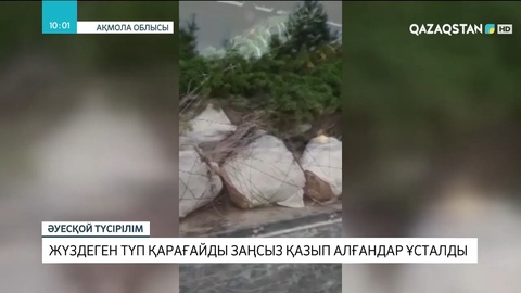 Ақмола облысында  жүздеген түп қарағайды заңсыз қазып алғандар ұсталды