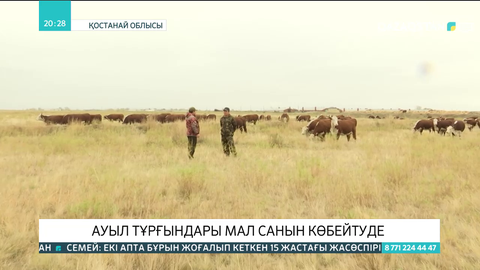 Қостанай облысында  ауыл тұрғындары мал санын көбейтуде