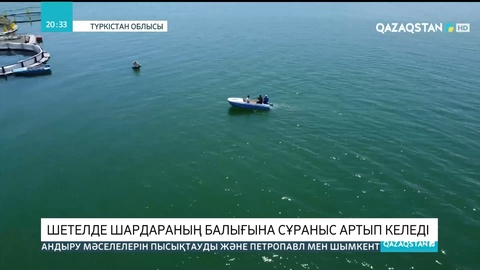 Шетелде Шардараның балығына сұраныс артып келеді