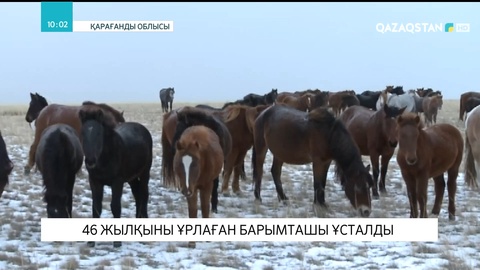 Павлодар облысында 46 жылқы ұрлаған барымташы ұсталды