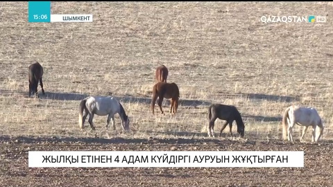 Шымкентте 4 азаматтың сібір жарасын жұқтырғаны анықталды