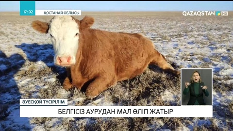 Қостанай облысында белгісіз аурудан мал өліп жатыр
