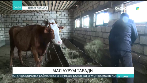 Ақтөбе облысындағы Бестамақ ауылында мал ауруы тарады