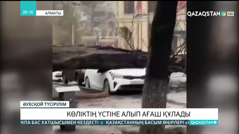 Алматыда көліктің үстіне алып ағаш құлады