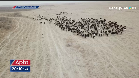 Түркістан облысының шаруалары малды аман алып қалу үшін су қоймасының маңында тіршілік қылып жүр