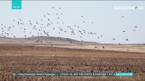 Егіс алқаптары жабайы құстарға жем болды