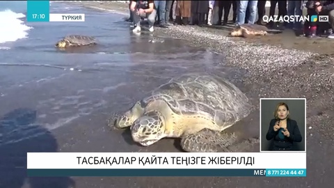 Түркияда тасбақалар теңізге қайта жіберілді