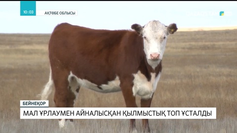 Ақтөбеде мал ұрлаумен айналысқан қылмыстық топ ұсталды