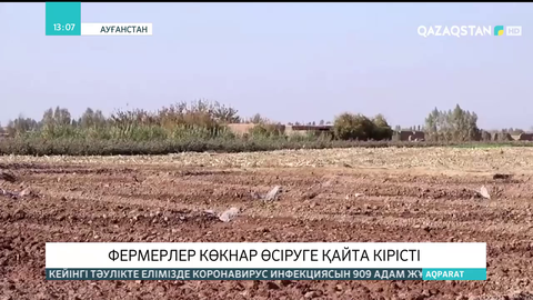 Ауғанстанның Гельманд провинциясының фермерлері көкнар өсіруге қайта кірісті