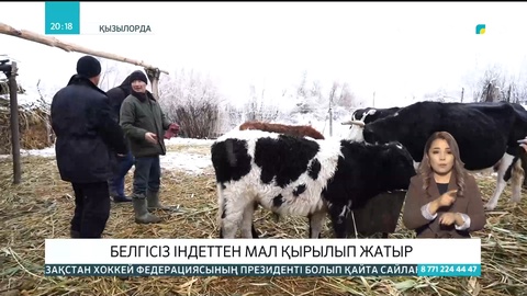 Қызылордада белгісіз індеттен мал қырылып жатыр