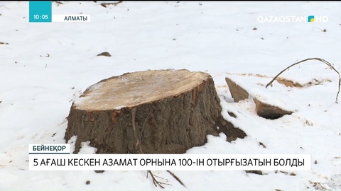 Бутаковка шатқалында 5 ағаш кескен азамат орнына 100-ін отырғызатын болды