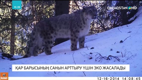 Қазақстан ғалымдары БҰҰ-ның қолдауымен қар барысын қолдан ұрықтандыру шарасын қолға алмақ